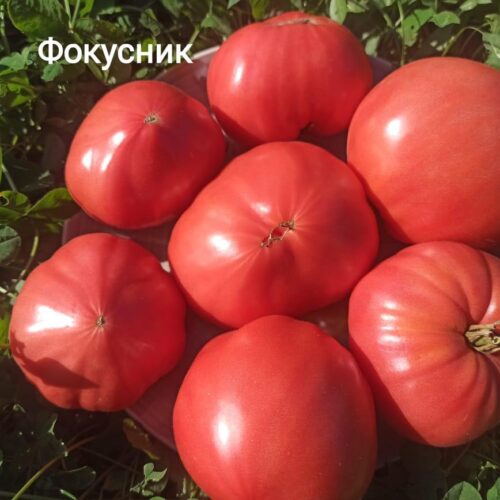 tomat-fokusnik1