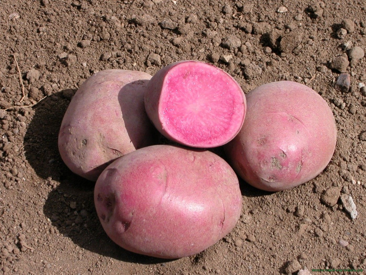 Сорта розового картофеля с желтой мякотью фото и описание