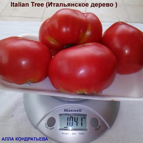 tomat-italyanskoe-derevo2
