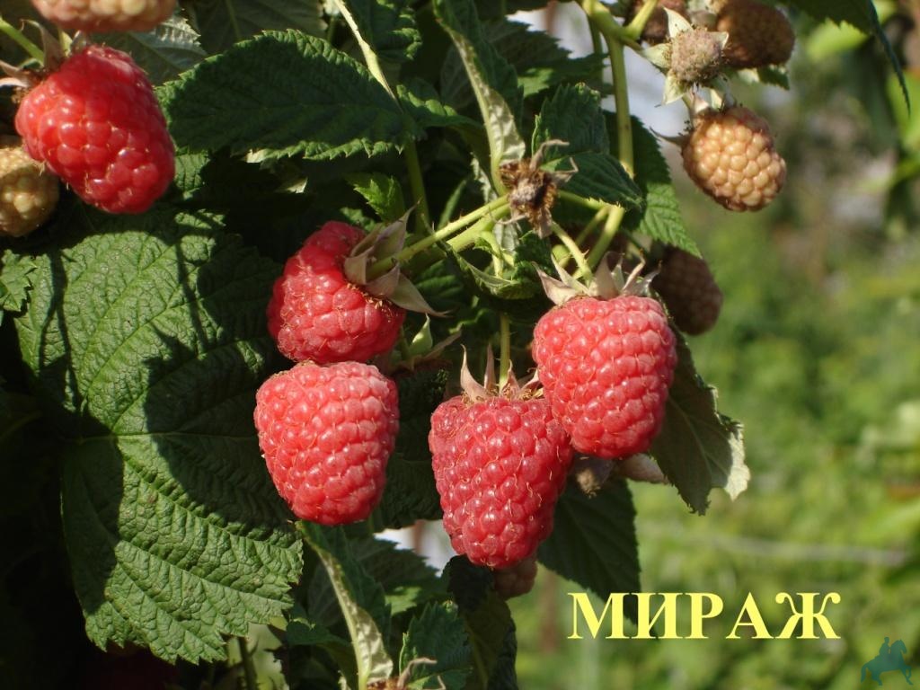 Самые вкусные сорта малины. Малина ремонтантная «Мапема». Сорт малины Имара. Сорт малины Мапема. Малина Мираж.