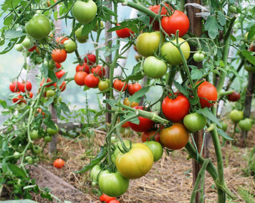 tomat-blagovest-2