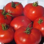 plody-tomata-mongolskiy-karlik