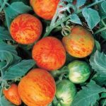 Tomat-YElberta-persikovaya-Elberta-Peach-500x500
