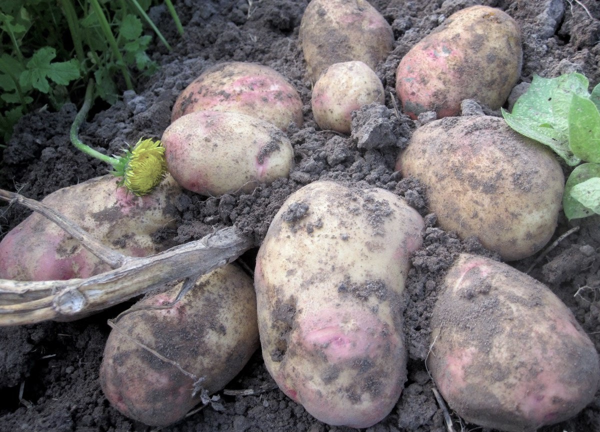 Описание внешнего вида картофеля Иван да Шура