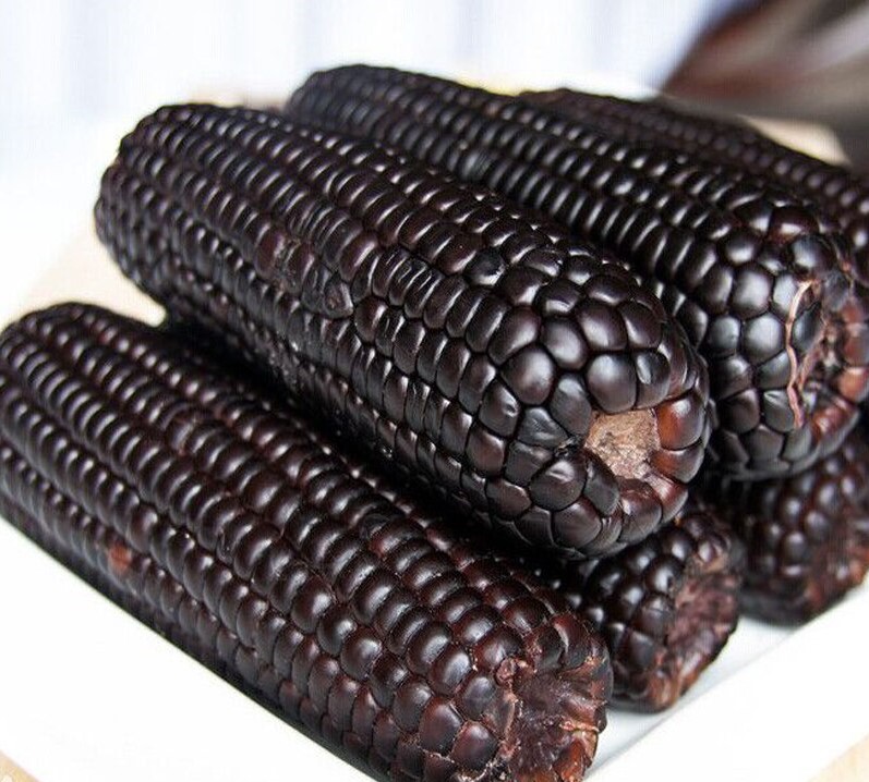 Black Waxy Corn