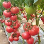 winter-greenhouse-pink-tomato-varieties03006612703