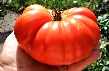 Редкие сорта томатов из Турции