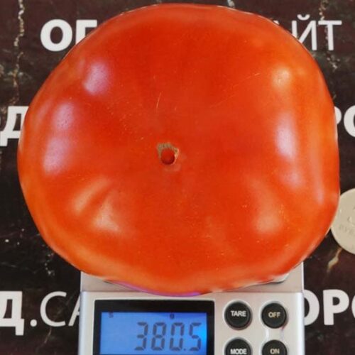 pomidor-lord-minusinskiy-2