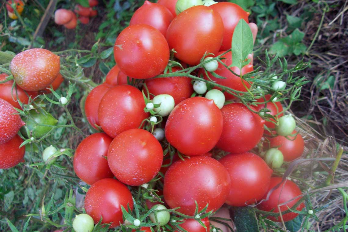tomato-bunchplum-01