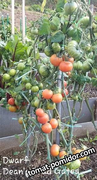 Динс брэд гейтс