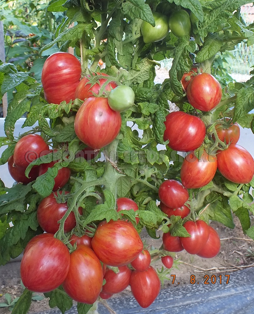 Проект томатный гном что это
