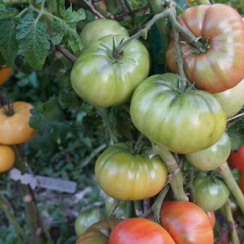 pomidor-boroniya-3