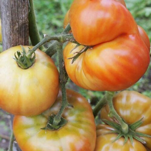 pomidor-malinovaya-nerka-2