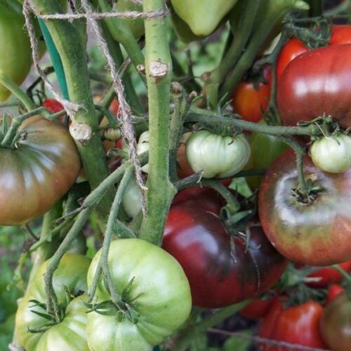 pomidor-rozella-fioletovaya-1