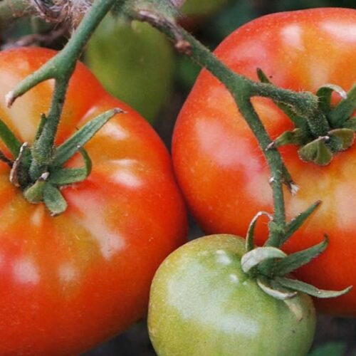 pomidor-varata-1