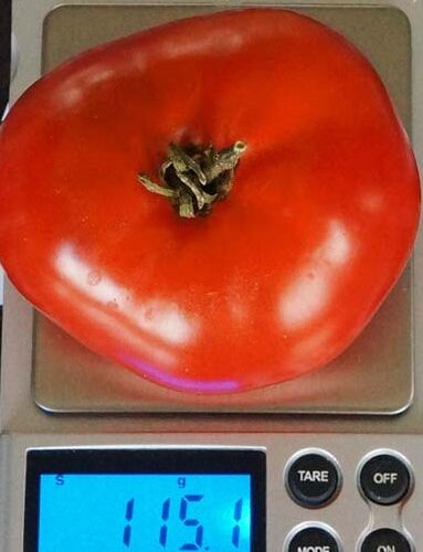 pomidor-varata-2