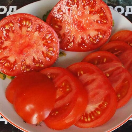 pomidor-varata-3