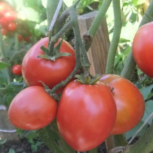 Купить Семена Томата Гном На Авито
