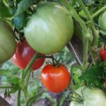 pomidor-super-klusha-2