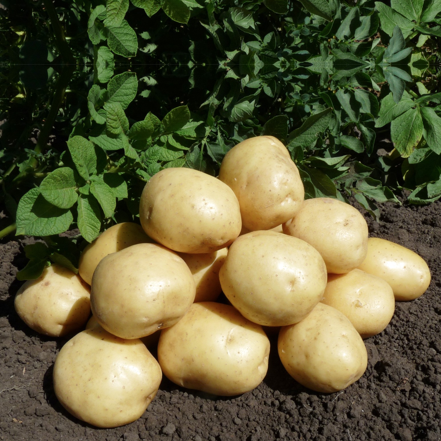 Коломбо ранний сорт картофеля