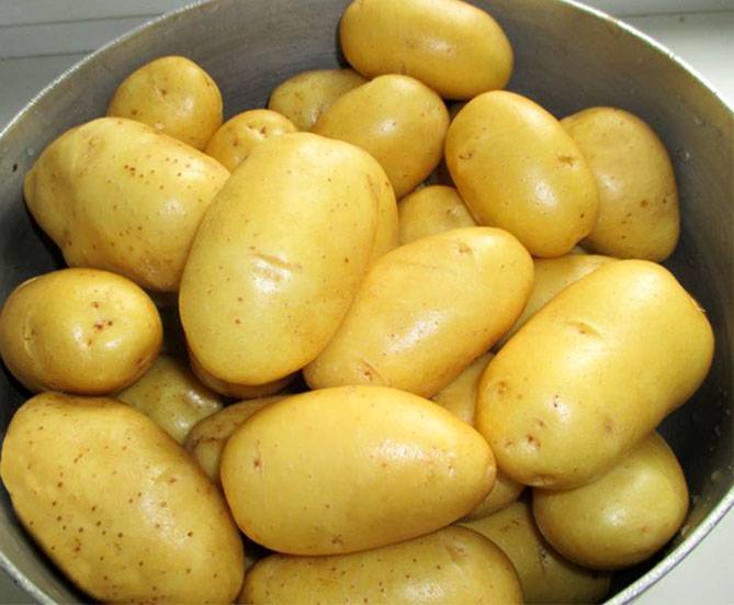 сорт картофеля карлик