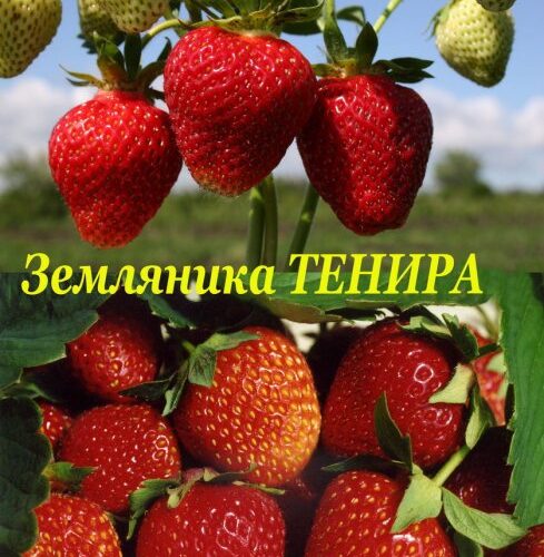 Земляника садовая Тенира ( 5шт) (среднепоздний. ягода крупная. десертный)- 120
