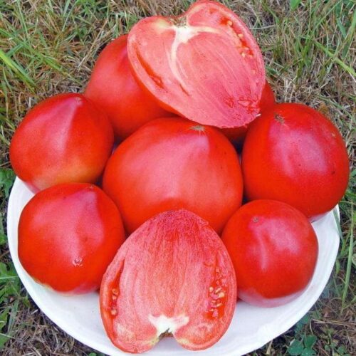tomatensamen-bestellen-tomate-coeur-de-boeuf-yasha-yougoslavian-solanum-lycopersicum-bio-samen