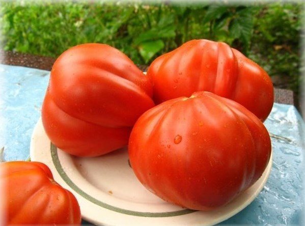 tomat-ajsberg-harakteristika-i-opisanie-sorta