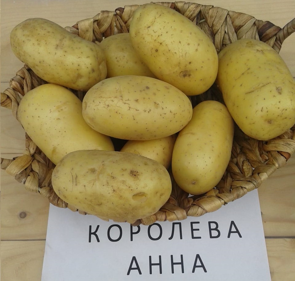 Бернина картофель характеристика