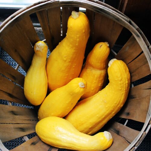 close-up of yellow squash in round wooden basket with rim