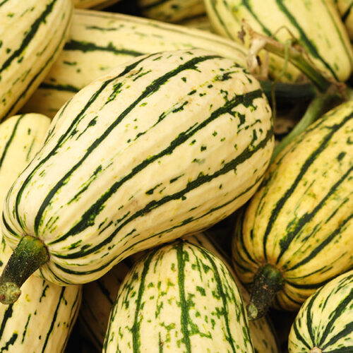 types-of-squash-section-14