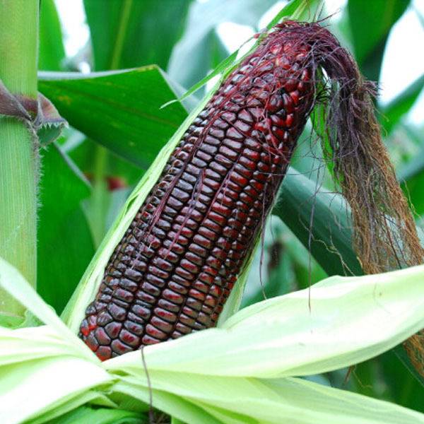 Черная-восковидная-кукуруза-фото