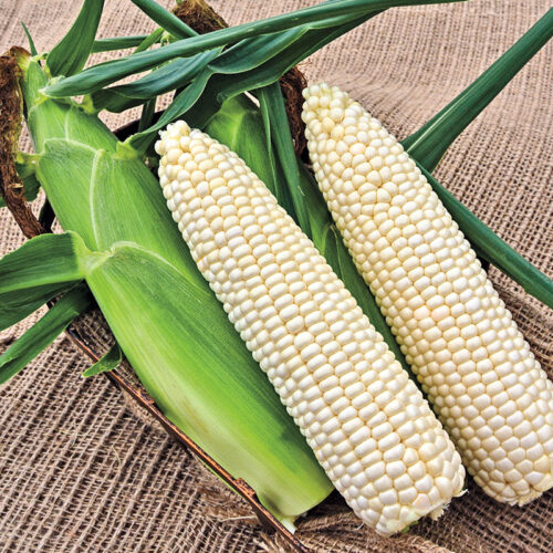 Кукуруза сахарная Casper, Северная Америка, 5 семян