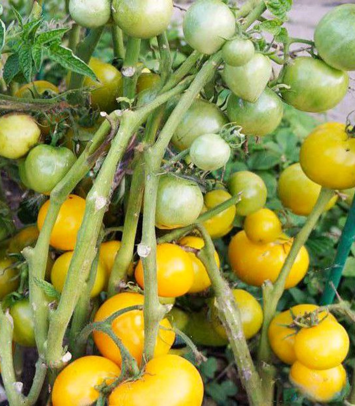 92405_tomat-lapa-kenguru-zheltaja_01