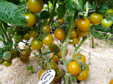 лапа куенуру зеленая