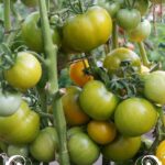 pomidor-lapa-kenguru-zelenaya-2