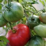 pomidor-minusinskiy-zi-vyatki-3