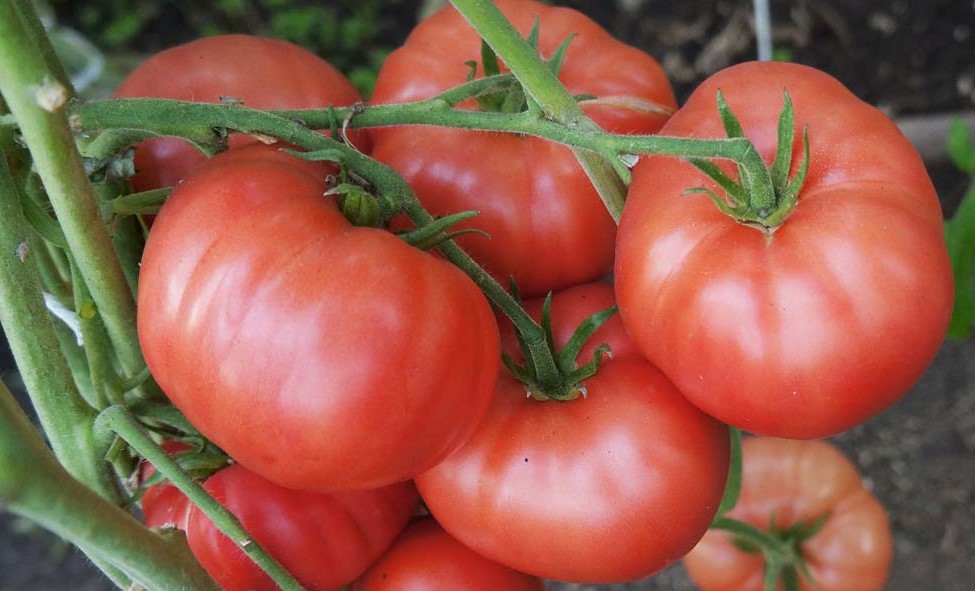 pomidor-syzranka-2