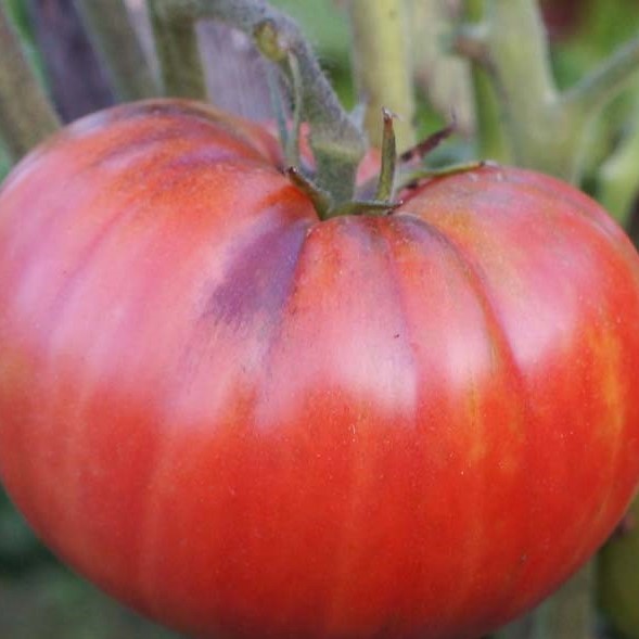 pomidor-syzranskiy-4 (2)