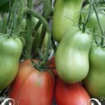 pomidor-tamoninskiy-minusinskiy-4