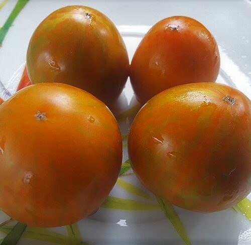 semena-tomat-gnom-polosatiy-djeremi_big_2