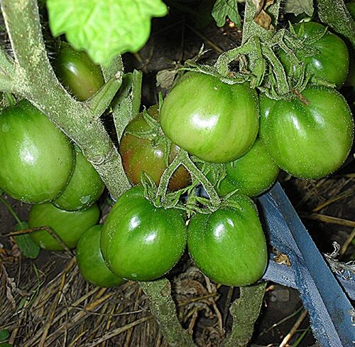 semena-tomat-gnom-poyas-oriona-dwarf-orions-belt_big_3