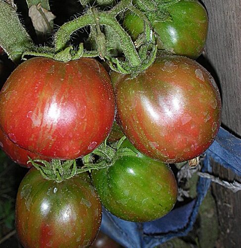 semena-tomat-gnom-poyas-oriona-dwarf-orions-belt_big_6