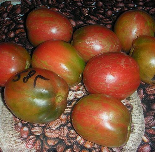 semena-tomat-gnom-poyas-oriona-dwarf-orions-belt_big_7