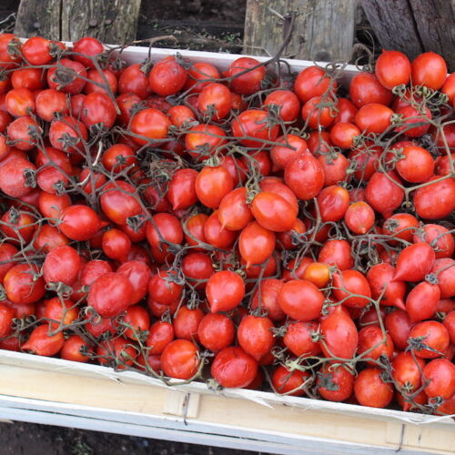 Piennelo-tomatoes-on-Mount-Vesuvius