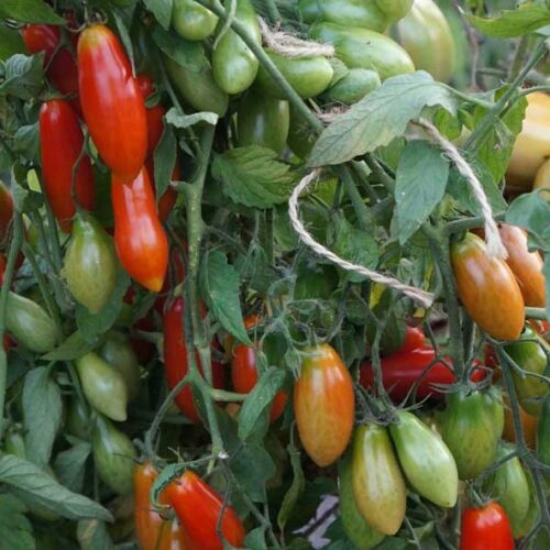 pomidor-dahtila-minoa-1