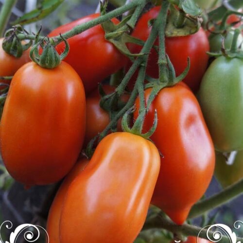 pomidor-san-marzano-nano-1