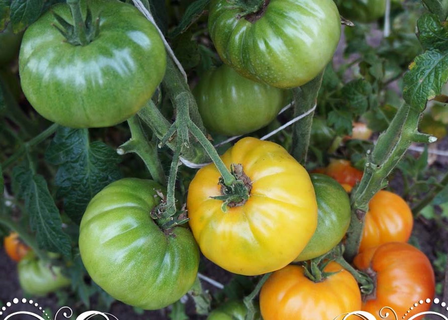 pomidor-zavitok-udachi-1
