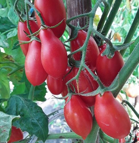 semena-tomat-dachtyla-mynoa-dahtila-minoa_big_4