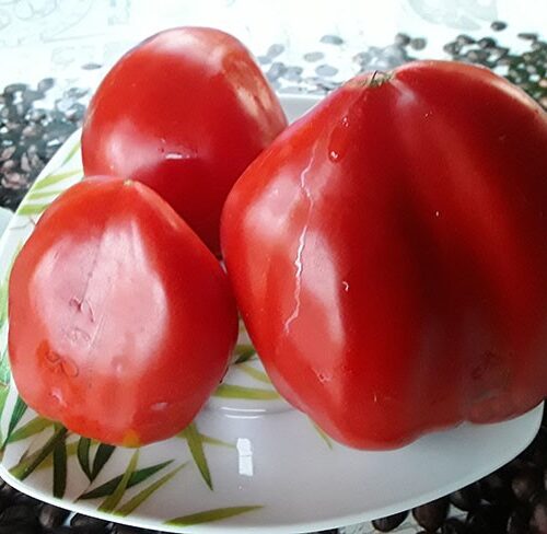 semena-tomat-grebeshok-krasniy_big